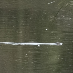 Hydromys chrysogaster (Rakali or Water Rat) at Berrima, NSW - 18 Aug 2022 by Aussiegall