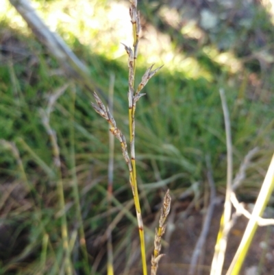 Lepidosperma laterale (Variable Sword Sedge) at Hawker, ACT - 23 Aug 2022 by sangio7