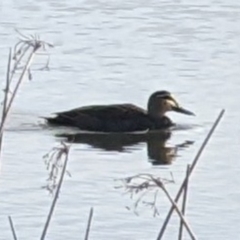 Anas superciliosa (Pacific Black Duck) at Mawson Ponds - 23 Jul 2022 by dougsky