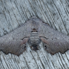 Amphiclasta lygaea (Ragged Geometrid (Ennominae)) at Ainslie, ACT - 28 Aug 2022 by jb2602