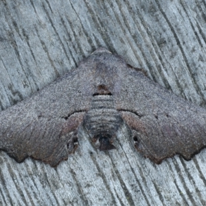 Amphiclasta lygaea at Ainslie, ACT - 28 Aug 2022 12:20 AM