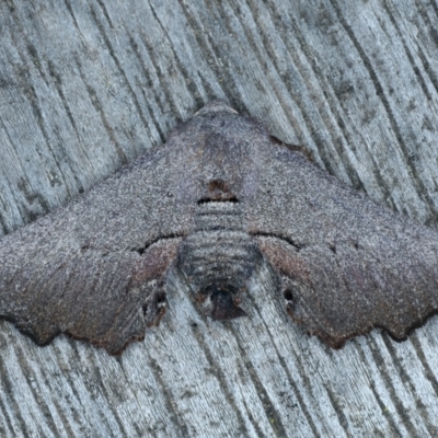 Amphiclasta lygaea (Ragged Geometrid) at Ainslie, ACT - 27 Aug 2022 by jb2602