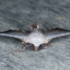 Amphiclasta lygaea at Ainslie, ACT - 28 Aug 2022