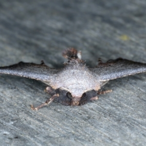 Amphiclasta lygaea at Ainslie, ACT - 28 Aug 2022 12:20 AM