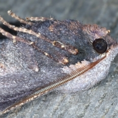 Amphiclasta lygaea at Ainslie, ACT - 28 Aug 2022