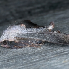 Amphiclasta lygaea at Ainslie, ACT - 28 Aug 2022 12:20 AM