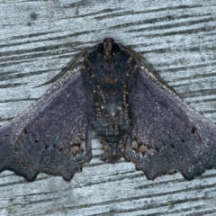 Amphiclasta lygaea at Ainslie, ACT - 28 Aug 2022