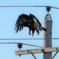 Aquila audax (Wedge-tailed Eagle) at Jerrabomberra, ACT - 25 Aug 2022 by CallumBraeRuralProperty