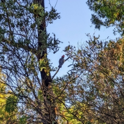 Callocephalon fimbriatum (Gang-gang Cockatoo) at Phillip, ACT - 2 Jan 2022 by dougsky