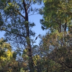 Callocephalon fimbriatum at Phillip, ACT - suppressed