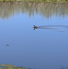 Tachybaptus novaehollandiae (Australasian Grebe) at Mawson Ponds - 9 Oct 2021 by dougsky