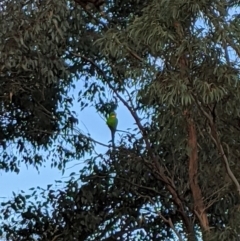 Polytelis swainsonii (Superb Parrot) at Russell, ACT - 20 Jun 2021 by dougsky