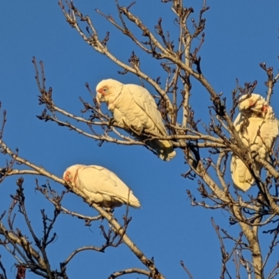 Cacatua tenuirostris (Long-billed Corella) at Melbourne, VIC - 30 Jul 2022 by dougsky