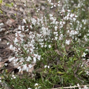 Cryptandra amara at Jerrabomberra, NSW - 28 Aug 2022 09:37 AM