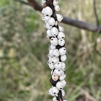 Cryptes baccatus (Wattle Tick Scale) at Jerrabomberra, NSW - 27 Aug 2022 by Mavis