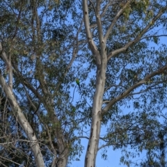 Polytelis swainsonii (Superb Parrot) at Phillip, ACT - 14 Aug 2022 by dougsky