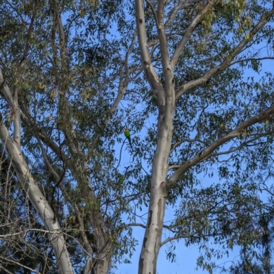 Polytelis swainsonii (Superb Parrot) at Phillip, ACT - 14 Aug 2022 by dougsky