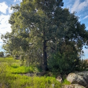 Brachychiton populneus at Young, NSW - 28 Aug 2022 09:21 AM