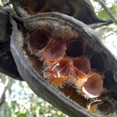 Brachychiton populneus at Young, NSW - 28 Aug 2022