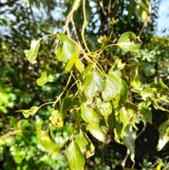 Brachychiton populneus at Young, NSW - 28 Aug 2022