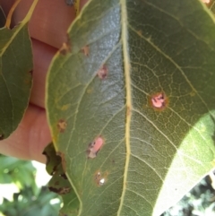 Brachychiton populneus at Young, NSW - 28 Aug 2022 09:21 AM