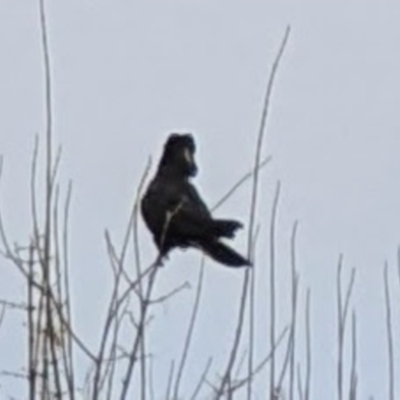 Zanda funerea (Yellow-tailed Black-Cockatoo) at Phillip, ACT - 2 Jul 2022 by dougsky