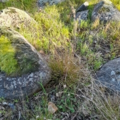 Themeda triandra (Kangaroo Grass) at Young, NSW - 27 Aug 2022 by VanceLawrence