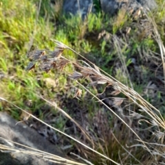 Themeda triandra at Young, NSW - 28 Aug 2022