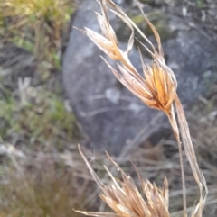 Themeda triandra at Young, NSW - 28 Aug 2022