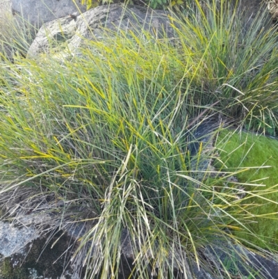 Lomandra longifolia (Spiny-headed Mat-rush, Honey Reed) at Young, NSW - 27 Aug 2022 by VanceLawrence