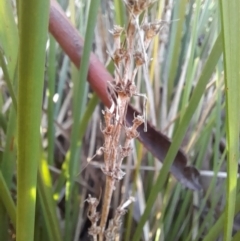 Lomandra longifolia at Young, NSW - 28 Aug 2022