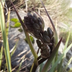 Dianella revoluta at Young, NSW - 28 Aug 2022