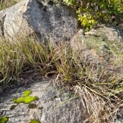 Dianella revoluta at Young, NSW - 28 Aug 2022