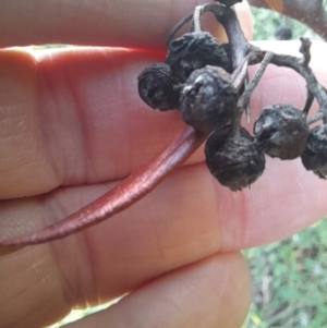 Pyracantha angustifolia at Young, NSW - 28 Aug 2022 09:16 AM