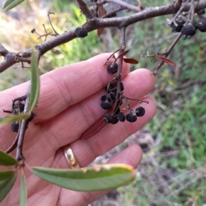 Pyracantha angustifolia at Young, NSW - 28 Aug 2022 09:16 AM