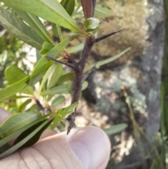 Pyracantha angustifolia at Young, NSW - 28 Aug 2022 09:16 AM