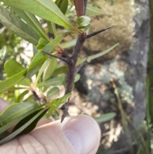 Pyracantha angustifolia at Young, NSW - 28 Aug 2022