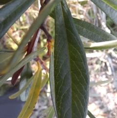 Pyracantha angustifolia at Young, NSW - 28 Aug 2022 09:16 AM