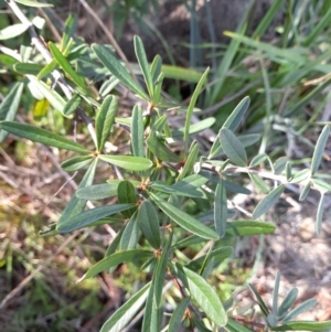 Pyracantha angustifolia at Young, NSW - 28 Aug 2022 09:16 AM