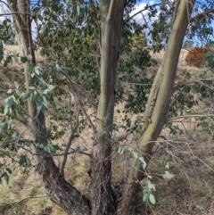 Eucalyptus stellulata (Black Sally) at Stromlo, ACT - 26 Aug 2022 by HelenCross