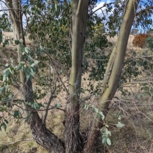 Eucalyptus stellulata at Stromlo, ACT - 26 Aug 2022 03:22 PM