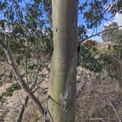 Eucalyptus stellulata at Stromlo, ACT - 26 Aug 2022 03:22 PM