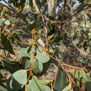 Eucalyptus stellulata at Stromlo, ACT - 26 Aug 2022 03:22 PM