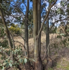 Eucalyptus stellulata at Stromlo, ACT - 26 Aug 2022 03:22 PM