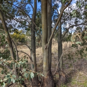 Eucalyptus stellulata at Stromlo, ACT - 26 Aug 2022 03:22 PM