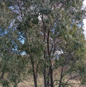 Eucalyptus stellulata at Stromlo, ACT - 26 Aug 2022