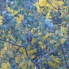 Petroica rosea (Rose Robin) at Woodstock Nature Reserve - 27 Aug 2022 by wombey