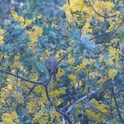 Petroica rosea (Rose Robin) at Coree, ACT - 27 Aug 2022 by wombey