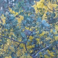 Petroica rosea at Coree, ACT - 28 Aug 2022 08:32 AM