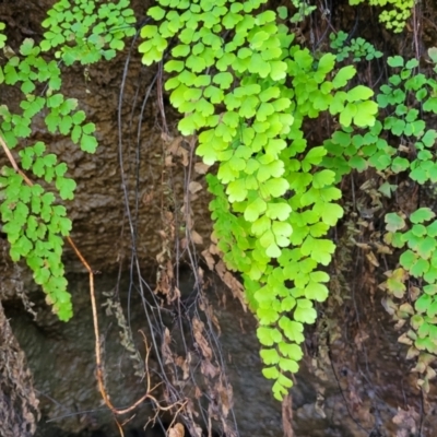 Adiantum aethiopicum (Common Maidenhair Fern) at Narrawallee, NSW - 28 Aug 2022 by trevorpreston